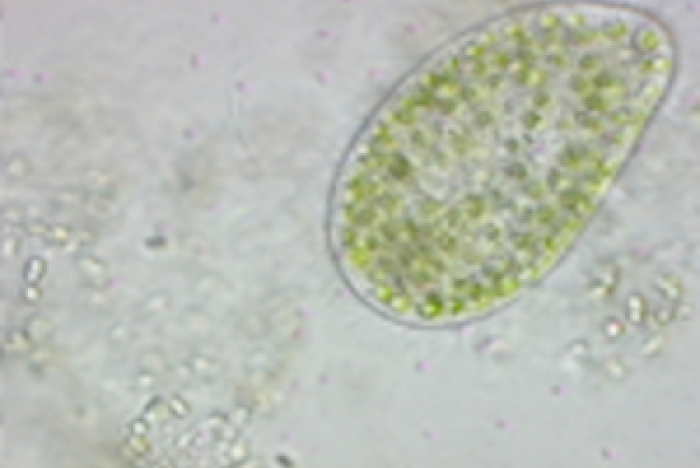 Cilier hos Paramecium bursaria