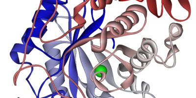 Amylasets och pepsinets funktion