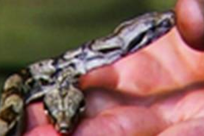 En tvåhövdad boa constrictor