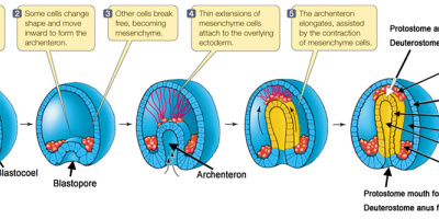 Ryggradsdjurens utveckling