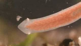 Idé nr. 52 till gymnasiearbete i Biologi: Studera planaria