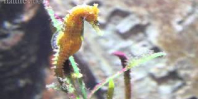 Hur sjöhästen fick sin S-form