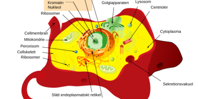 Endomembran­systemet