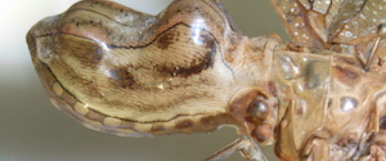 Avd. f. biologiska babblerier del 9: Mera mimikry
