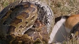Pyton vs. springbock