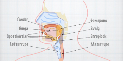 Maten i mun och svalg