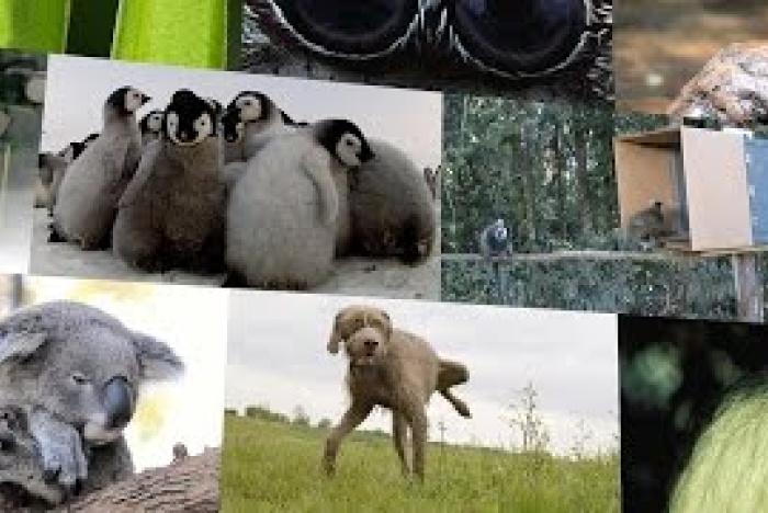 2014 års sötaste (naturvetenskapliga) djur