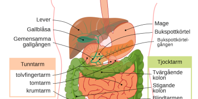 Övningsuppgifter, Biologi nivå 1: Mat och matspjälkning