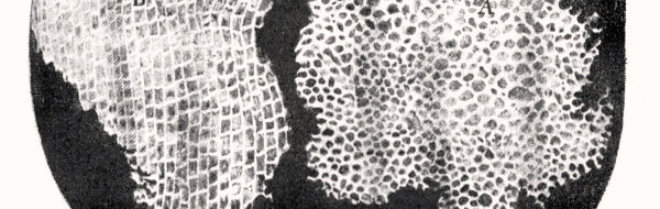 Cellteorin (Biologi 1)
