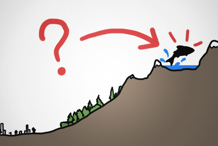 Hur hamnar fiskar i bergssjöar?