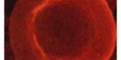 Prov 2017-10-05 i Cellbiologi