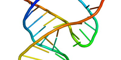 Ribozymer: RNA-molekyler med katalytisk aktivitet