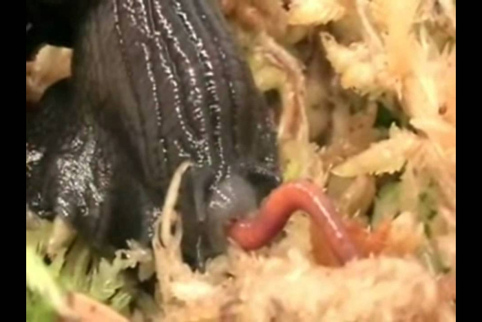 Snigel vs. daggmask