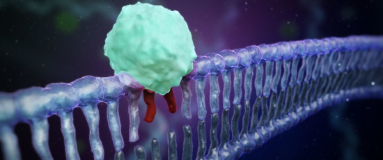Hur DNA-molekylen repareras – eller inte