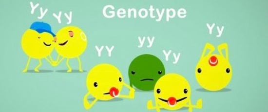 Hur Mendels ärtor hjälpte oss att förstå genetiken
