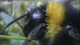 En smart humle-drottning