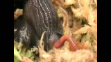 Snigel vs. daggmask
