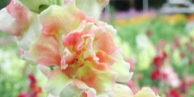 Intermediär och kodominant nedärvning