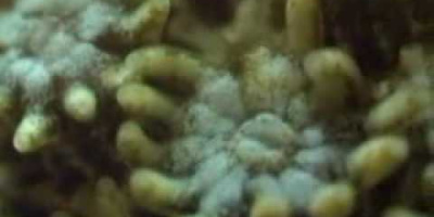 Ekosystemet i korallrevet