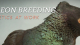 Tips: Learn genetics