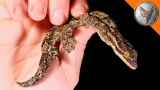 En tvåsvansad gecko