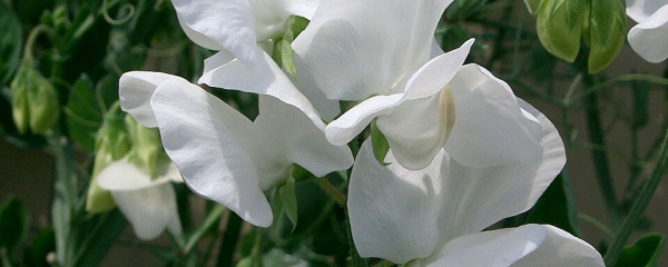 Monohybrid klyvning