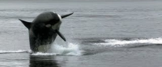 Världens modigaste sjölejon?