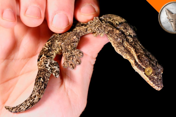 En tvåsvansad gecko