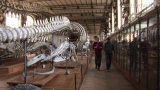 Ett nytt val-fossil, 12-13 miljoner år gammalt