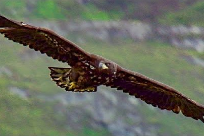 Örnungens första flygtur
