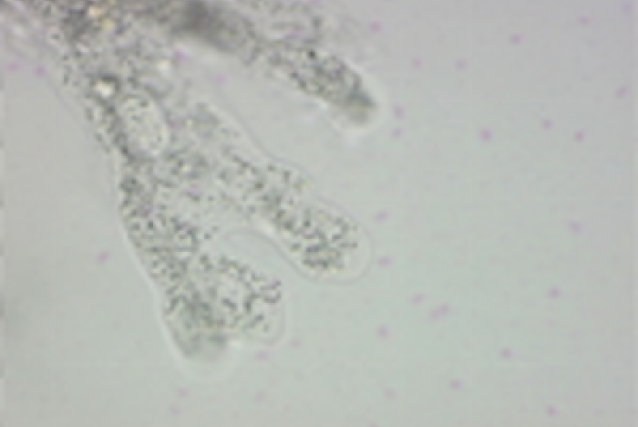 Amoeba proteus