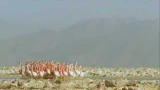 Flamingornas dans