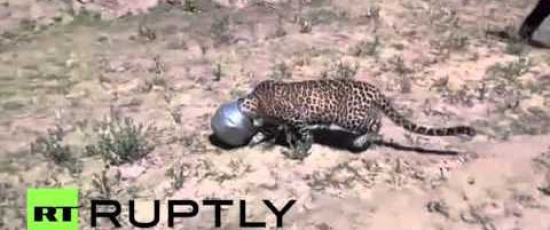 Avd. f. biologiska babblerier del 13: Hette den leoparden möjligtvis Emil?