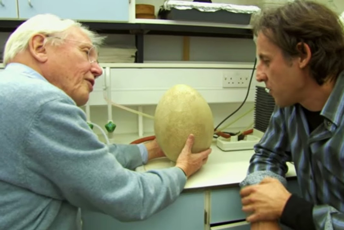 David Attenborough och det gigantiska ägget