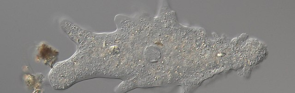 Prov 2022-09-27 i Cellbiologi och grundläggande cellgenetik