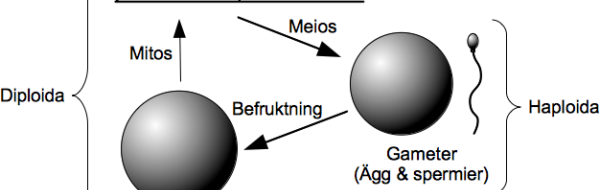 Instuderingsfrågor i Biologi B: Livscykler