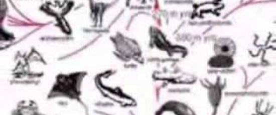 Rätt och slätt del 7: Evolution