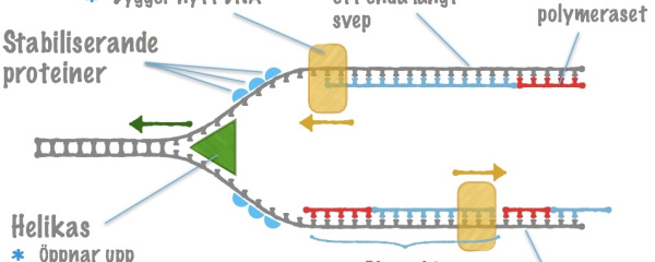 Hur DNA-molekylen kopieras (replikeras)