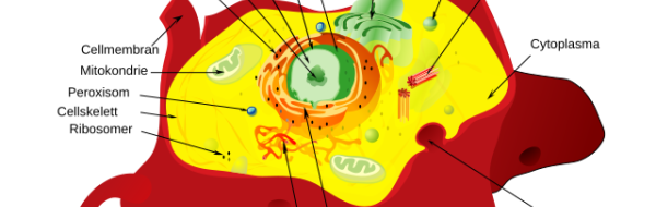 Endomembran­systemet