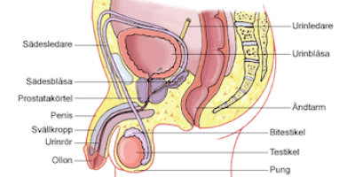 Mannens och kvinnans könsorgan