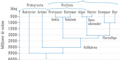 Organismvärldens indelning