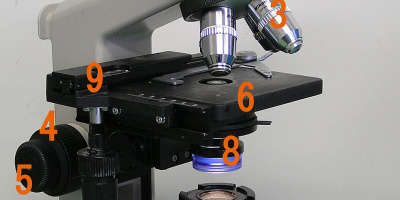 Instuderingsfrågor i Biologi 1: Grundläggande cellbiologi