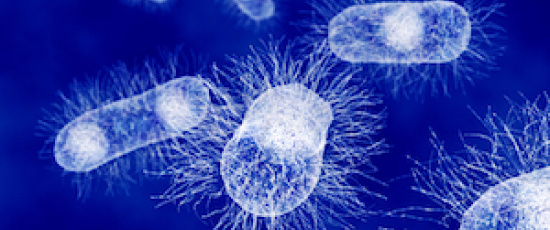 E. coli kan producera biodiesel