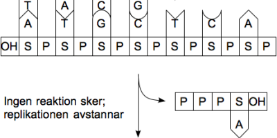DNA-sekvensering