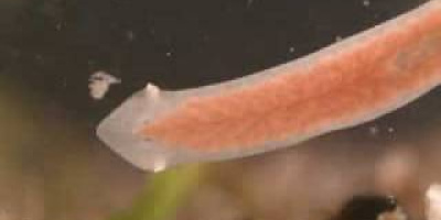 Idé nr. 52 till gymnasiearbete i Biologi: Studera planaria