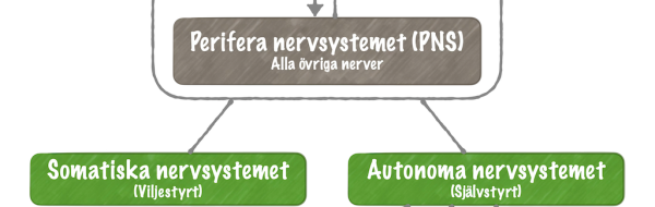 Nervsystemets funktionella indelning