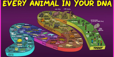 Varje djur i ditt DNA
