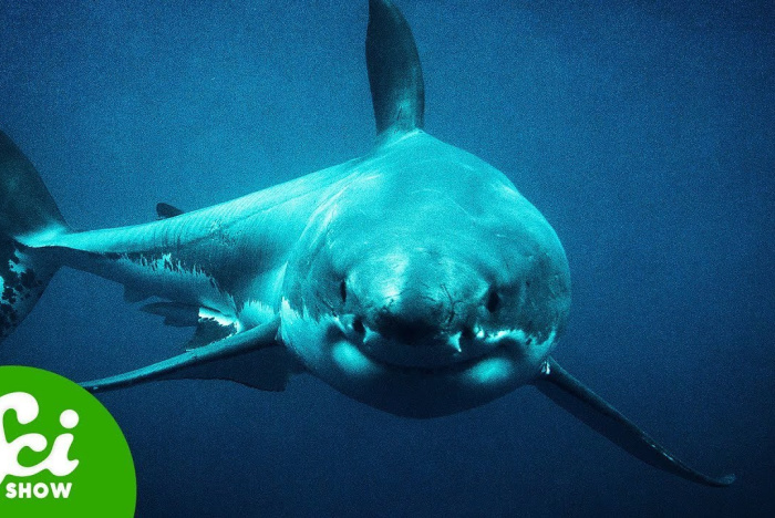 Varför Megalodon blev så 