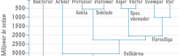 Organismvärldens indelning