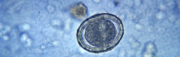 Stamceller och andra cellinjer